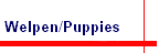 Welpen/Puppies